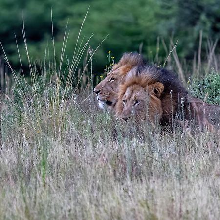 Zulu Rock Lodge - Babanango Game Reserve Ulundi Luaran gambar