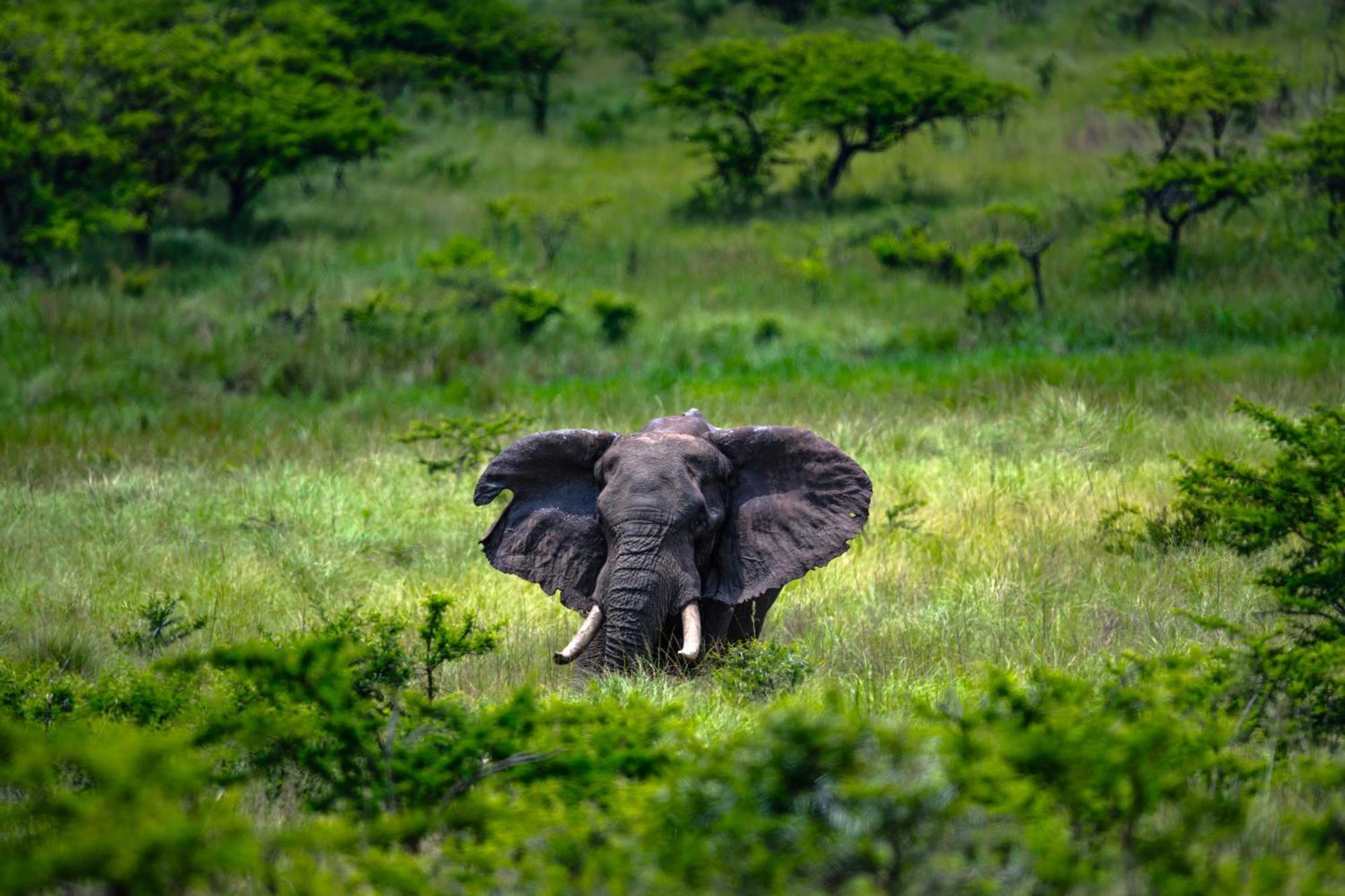 Zulu Rock Lodge - Babanango Game Reserve Ulundi Luaran gambar