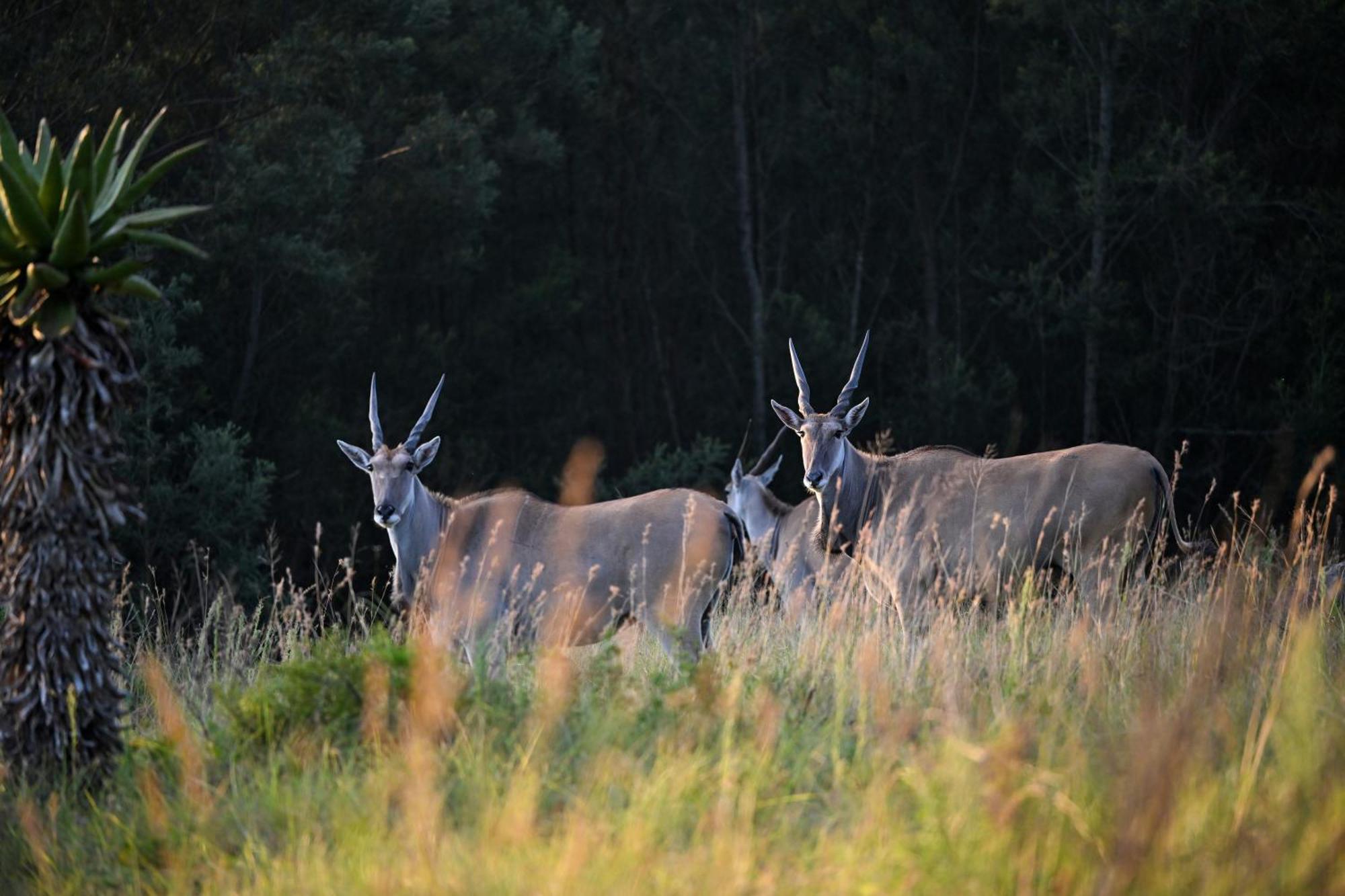 Zulu Rock Lodge - Babanango Game Reserve Ulundi Luaran gambar