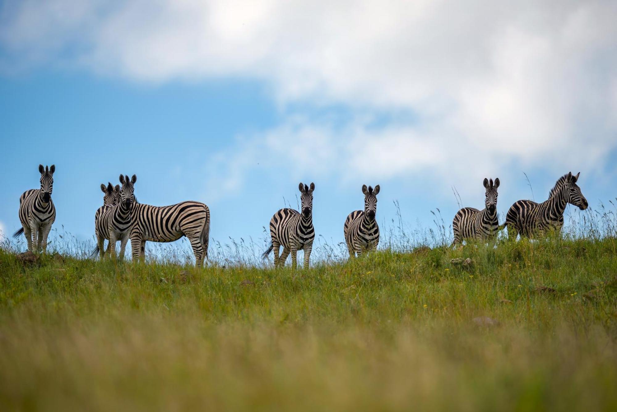 Zulu Rock Lodge - Babanango Game Reserve Ulundi Luaran gambar