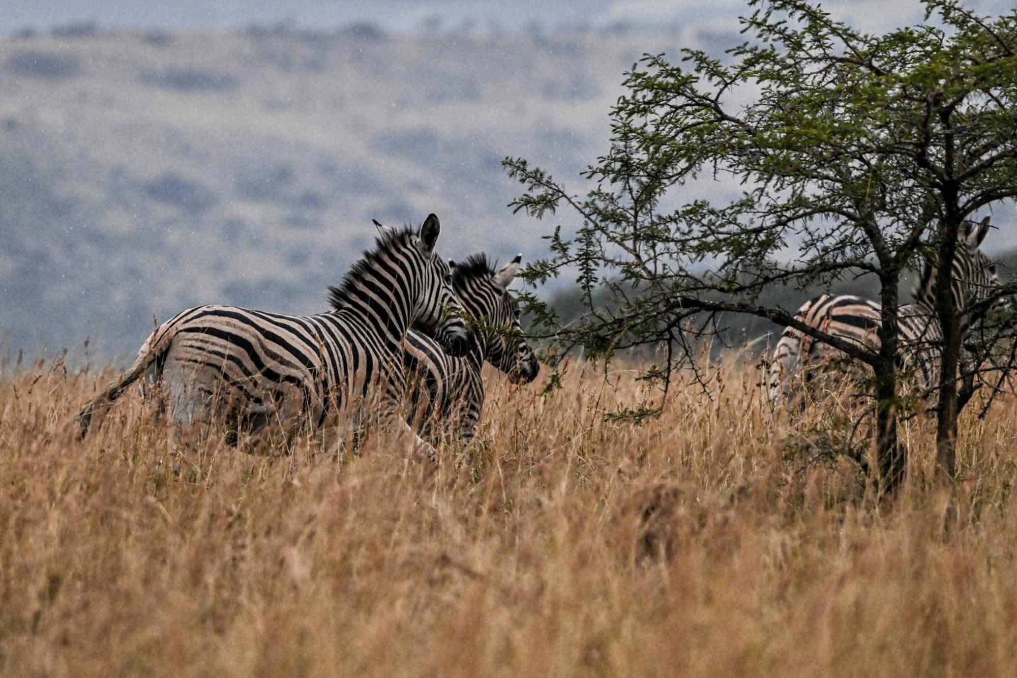 Zulu Rock Lodge - Babanango Game Reserve Ulundi Luaran gambar