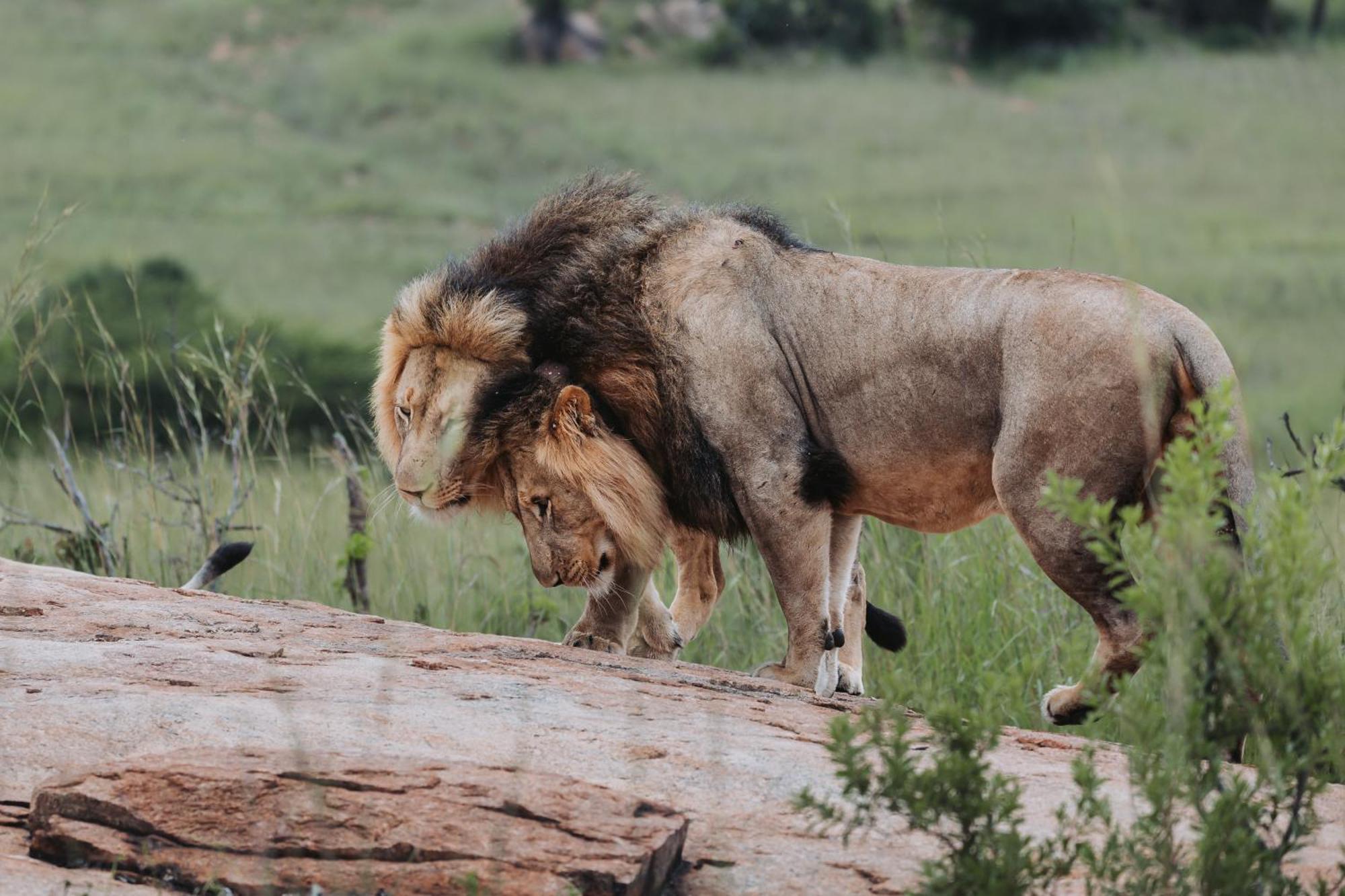 Zulu Rock Lodge - Babanango Game Reserve Ulundi Luaran gambar