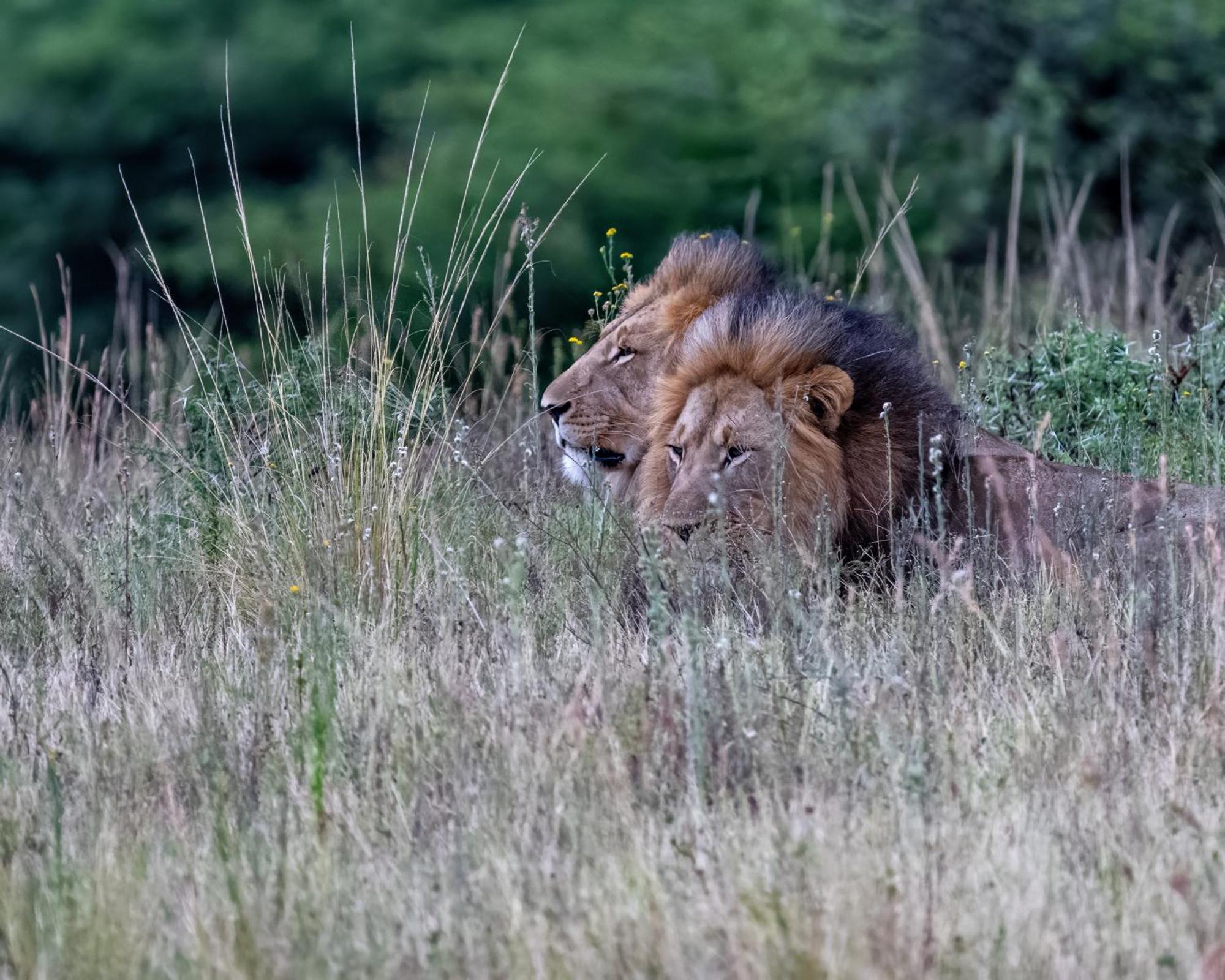 Zulu Rock Lodge - Babanango Game Reserve Ulundi Luaran gambar